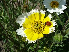 layia platyglossa